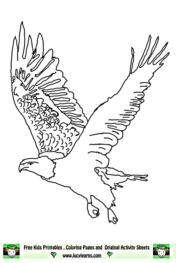 Eagle Coloring Pages Bird Animals 7 Realistic
