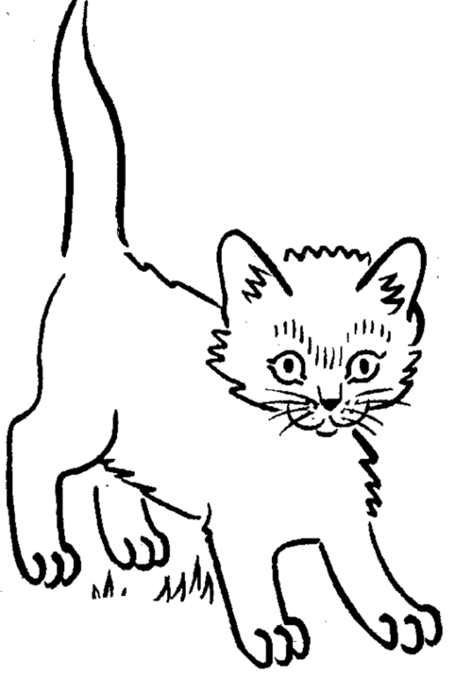 Funny Cat Coloring Pages Cats Cool Kittens