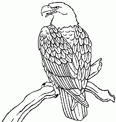 bald eagle Coloring Pages