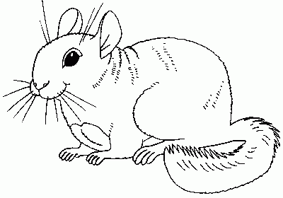 Chimu the chinchilla Coloring Pages