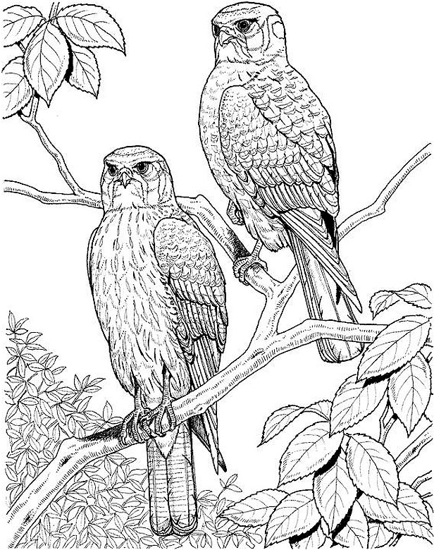  Owl Adult Coloring Pages