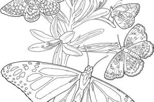 Six Butterfly Adult Coloring Pages