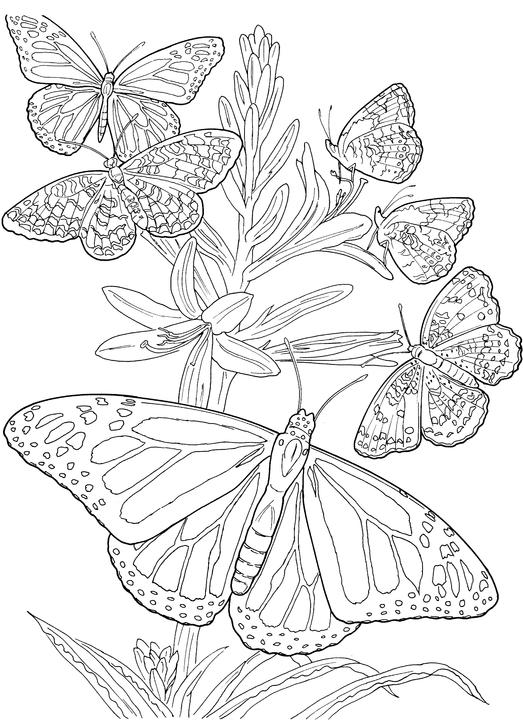  Six Butterfly Adult Coloring Pages