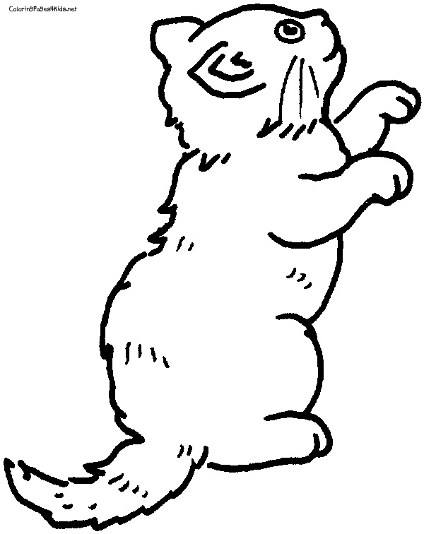  Cat Coloring Pages – letscoloringpages.com , cat play with …..