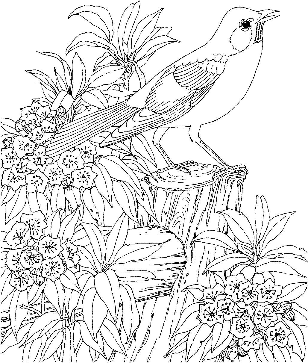 coloring pages for adults - printable coloring pages for adults - adult coloring pages - #12