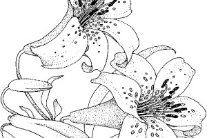coloring pages for adults - printable coloring pages for adults - adult coloring pages - #3