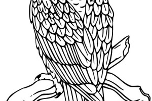 Eagle coloring pages - Bird coloring pages - animals coloring pages - #1