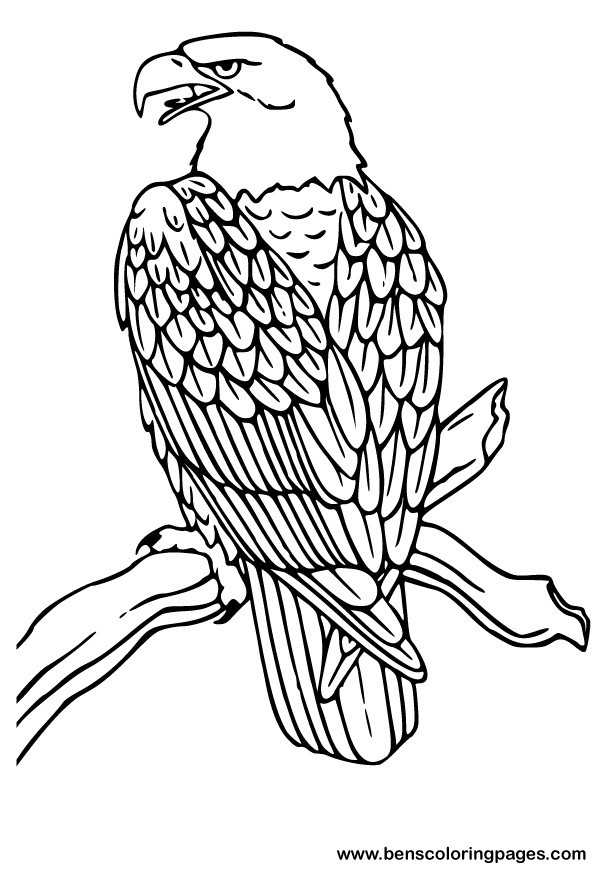  Eagle coloring pages – Bird coloring pages – animals coloring pages – #1