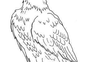 Eagle coloring pages - Bird coloring pages - animals coloring pages - #11
