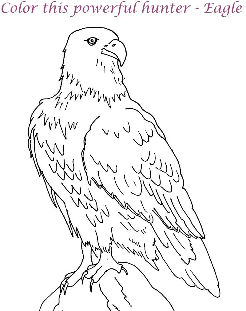  Eagle coloring pages – Bird coloring pages – animals coloring pages – #11