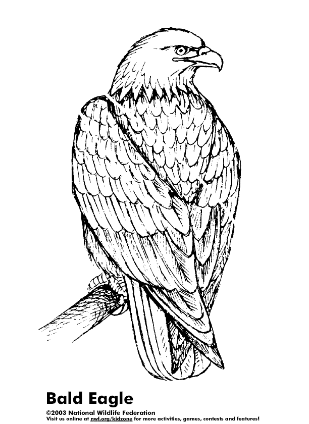 Eagle coloring pages - Bird coloring pages - animals coloring pages - #14