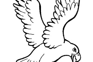 Eagle coloring pages - Bird coloring pages - animals coloring pages - #16