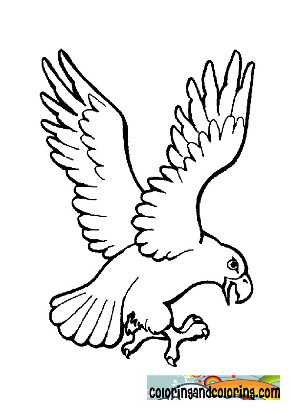  Eagle coloring pages – Bird coloring pages – animals coloring pages – #16
