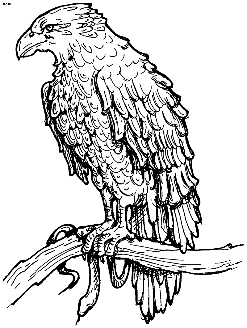 Eagle coloring pages – Bird coloring pages – animals coloring pages – #19