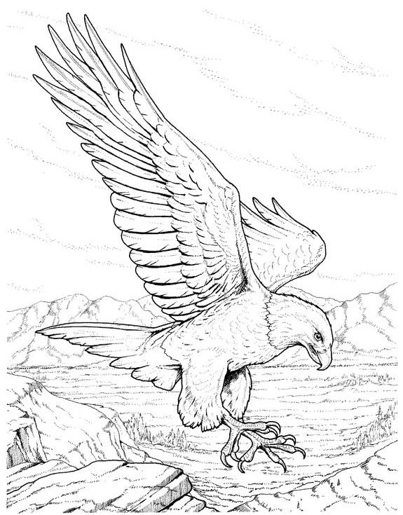  Eagle coloring pages – Bird coloring pages – animals coloring pages – #22
