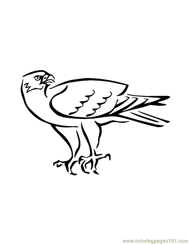 Eagle coloring pages - Bird coloring pages - animals coloring pages - #24