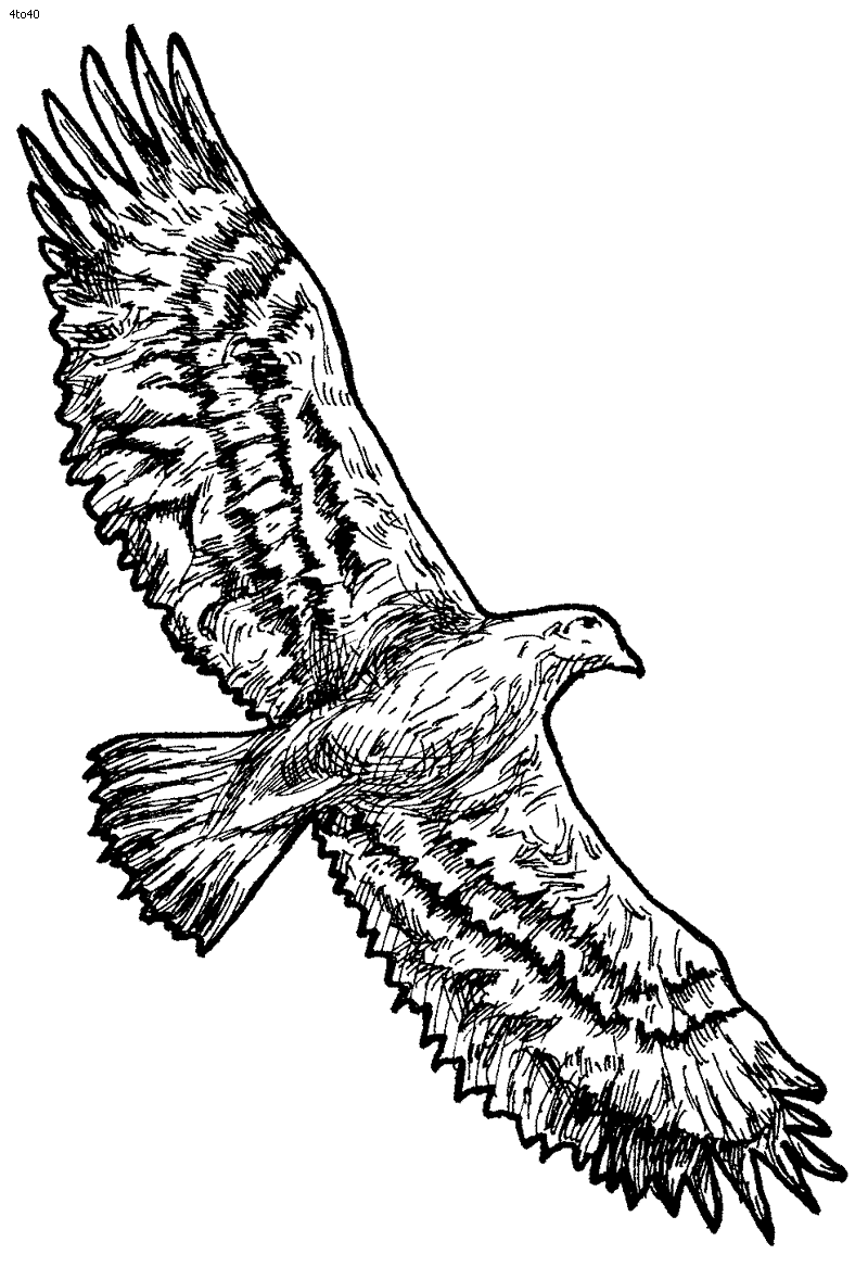 Eagle coloring pages - Bird coloring pages - animals coloring pages - #25
