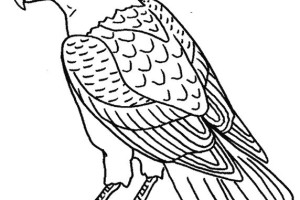 Eagle coloring pages - Bird coloring pages - animals coloring pages - #28
