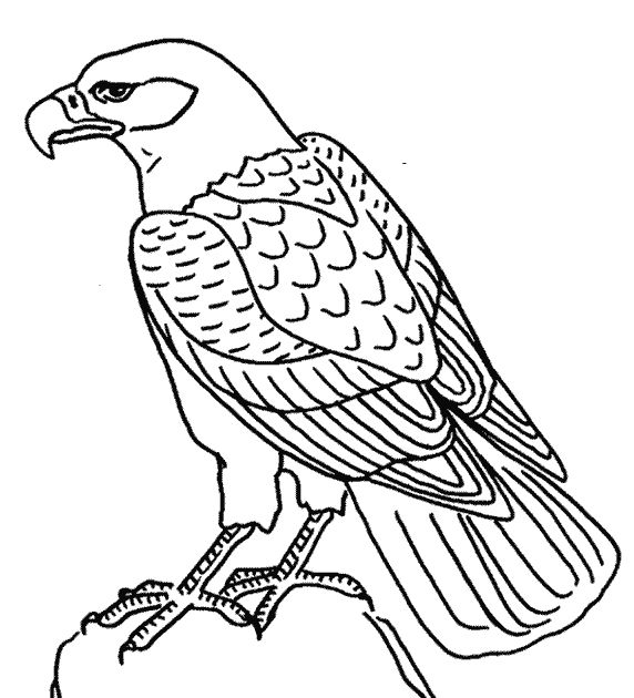  Eagle coloring pages – Bird coloring pages – animals coloring pages – #28