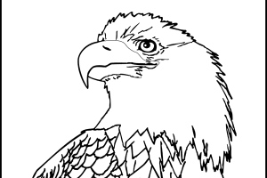 Eagle coloring pages - Bird coloring pages - animals coloring pages - #29