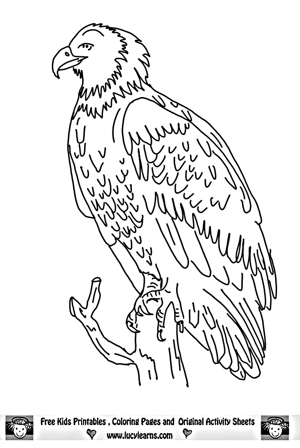 Eagle coloring pages - Bird coloring pages - animals coloring pages - #3
