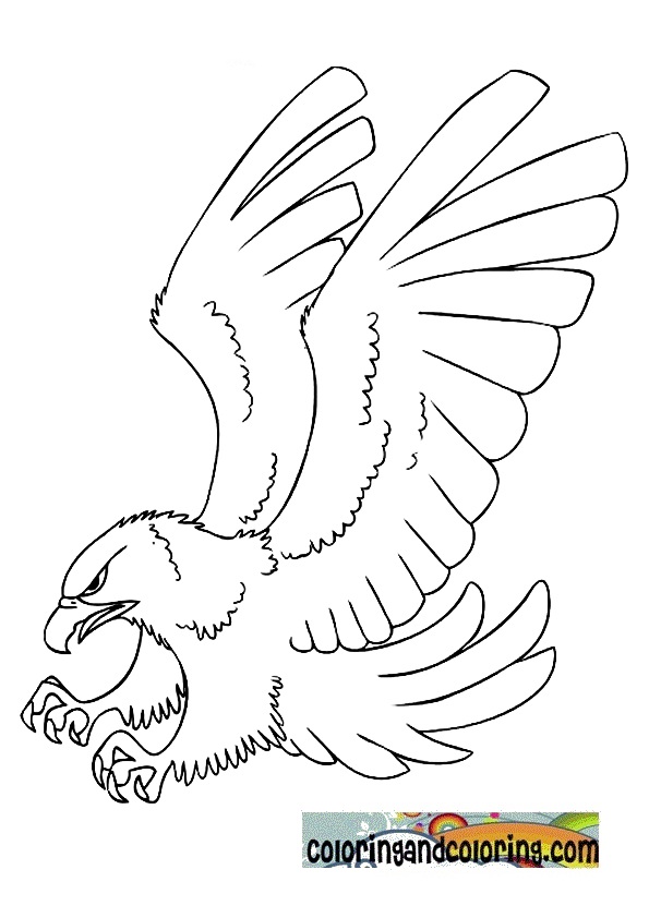  Eagle coloring pages – Bird coloring pages – animals coloring pages – #35