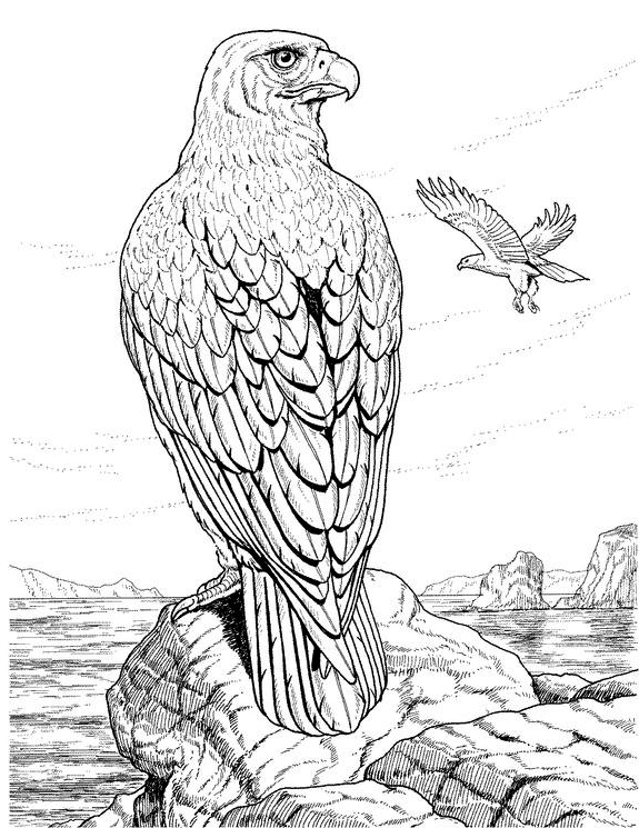  Eagle coloring pages – Bird coloring pages – animals coloring pages – #8