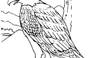 Eagle coloring pages - Bird coloring pages - animals coloring pages - #9