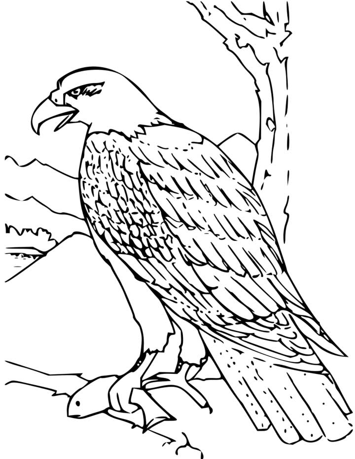  Eagle coloring pages – Bird coloring pages – animals coloring pages – #9