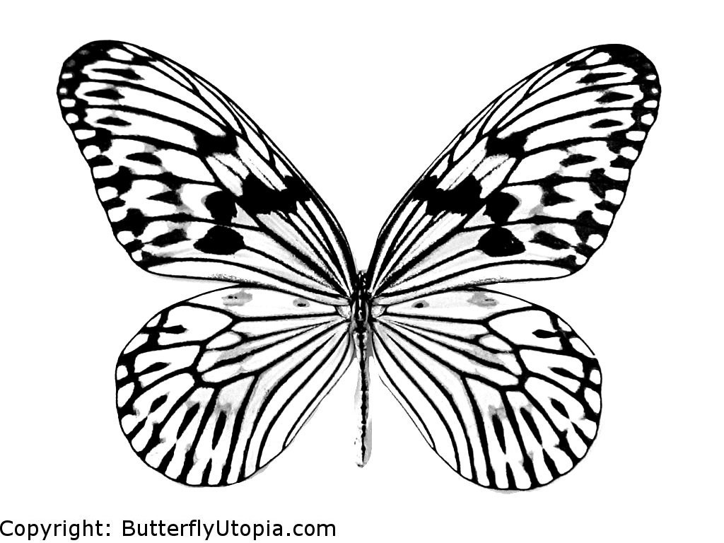  Butterfly coloring pages | Butterfly coloring pages for kids | #11