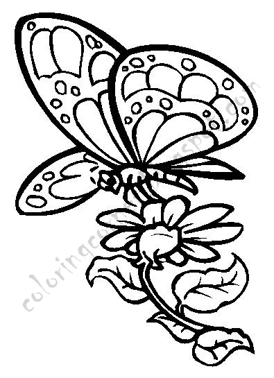  Butterfly coloring pages | Butterfly coloring pages for kids | #16