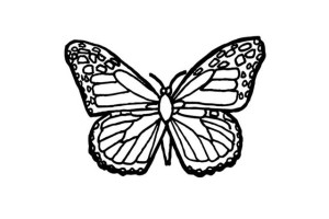 Butterfly coloring pages | Butterfly coloring pages for kids | #17