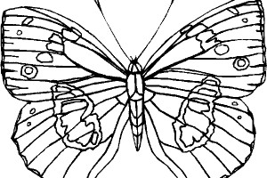 Butterfly coloring pages | Butterfly coloring pages for kids | #24