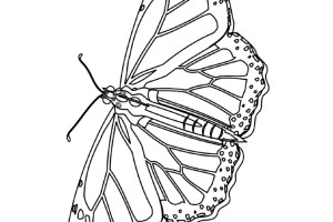 Butterfly coloring pages | Butterfly coloring pages for kids | #25
