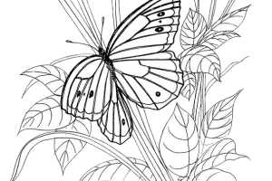 Butterfly coloring pages | Butterfly coloring pages for kids | #27