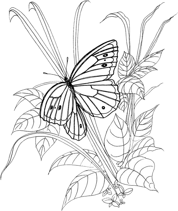  Butterfly coloring pages | Butterfly coloring pages for kids | #27