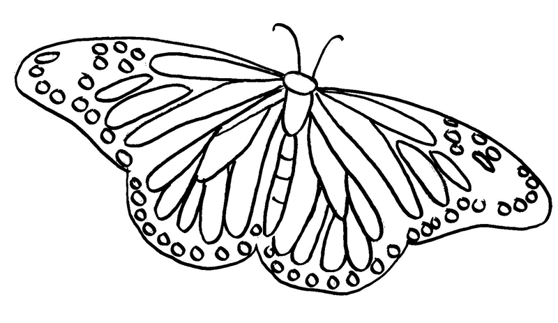 Butterfly coloring pages | Butterfly coloring pages for kids | #39