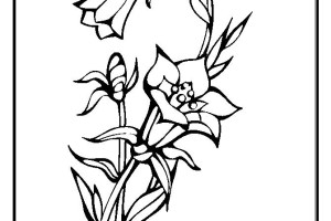 Flowers coloring pages | color printing | Flower | Coloring pages free | #1