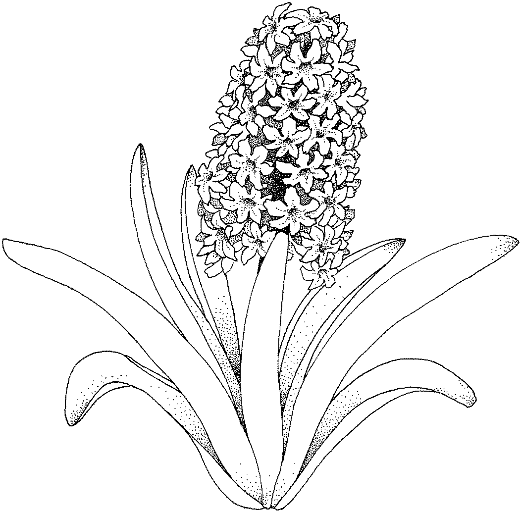Flowers coloring pages | color printing | Flower | Coloring pages free | #40