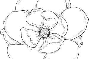 Flowers coloring pages | color printing | Flower | Coloring pages free | #55
