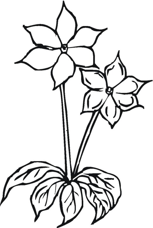  Flowers coloring pages | color printing | Flower | Coloring pages free | #58
