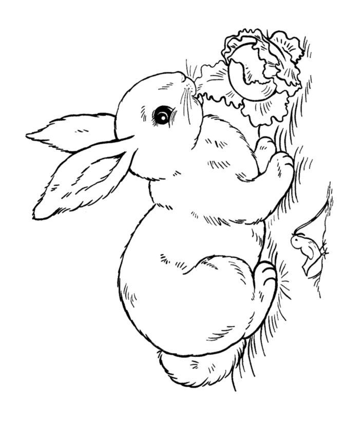 Easter Bunny Coloring pages | easter bunny colouring pages | bunny coloring pages | #17