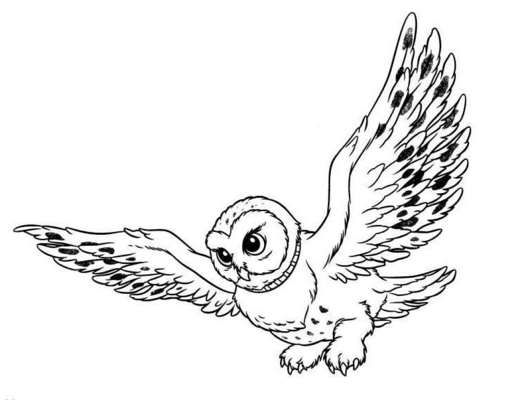  Owl Coloring Pages | Coloring page | #12