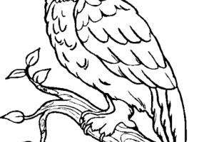 Owl Coloring Pages | Coloring page | #14