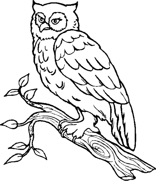  Owl Coloring Pages | Coloring page | #14
