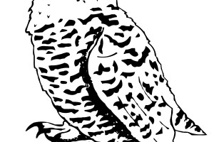 Owl Coloring Pages | Coloring page | #19
