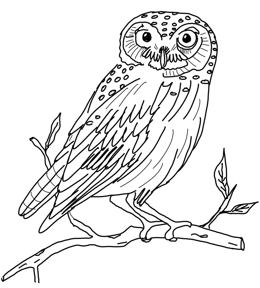 Owl Coloring Pages | Coloring page | #21