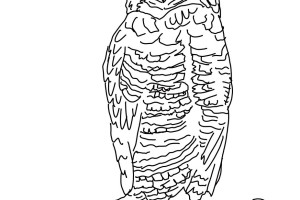 Owl Coloring Pages | Coloring page | #31