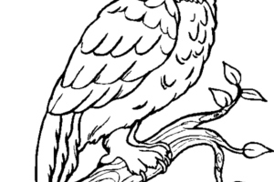 Owl Coloring Pages | Coloring page | #4