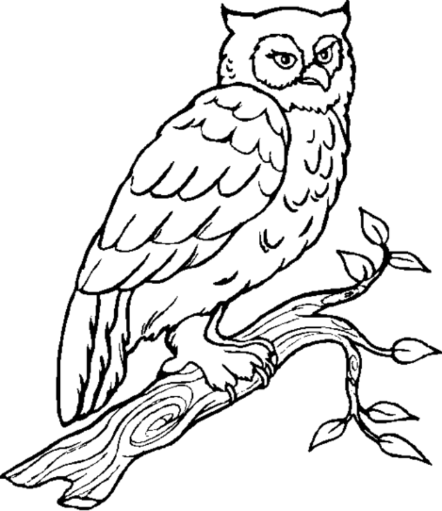  Owl Coloring Pages | Coloring page | #4
